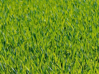 Artifical grass installers near me Lincolnshire