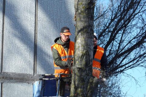 Tree Crown Reductions Lincolnshire