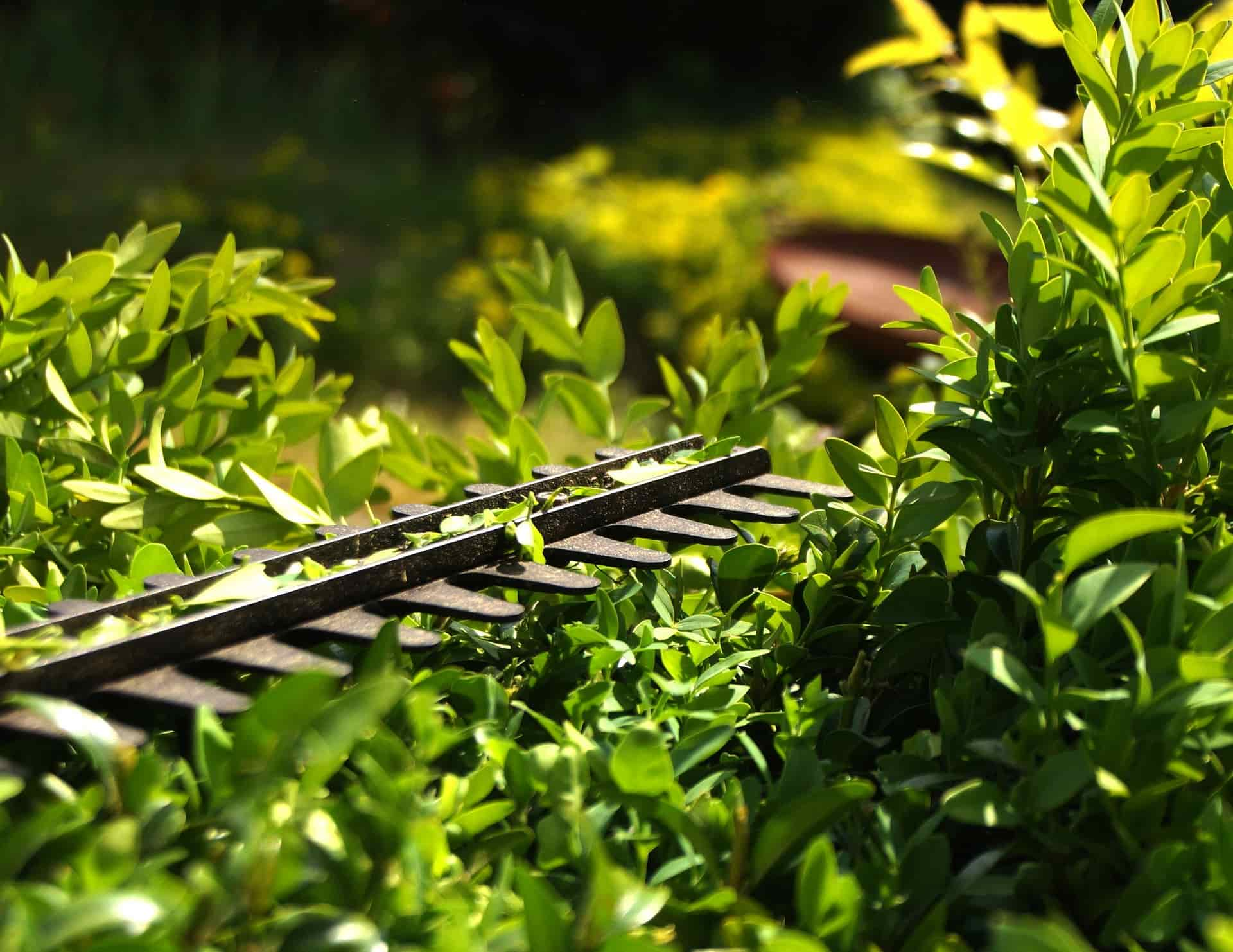 Hedge cutting company Gainsborough