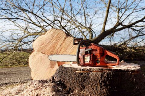 Tree Felling Lincolnshire