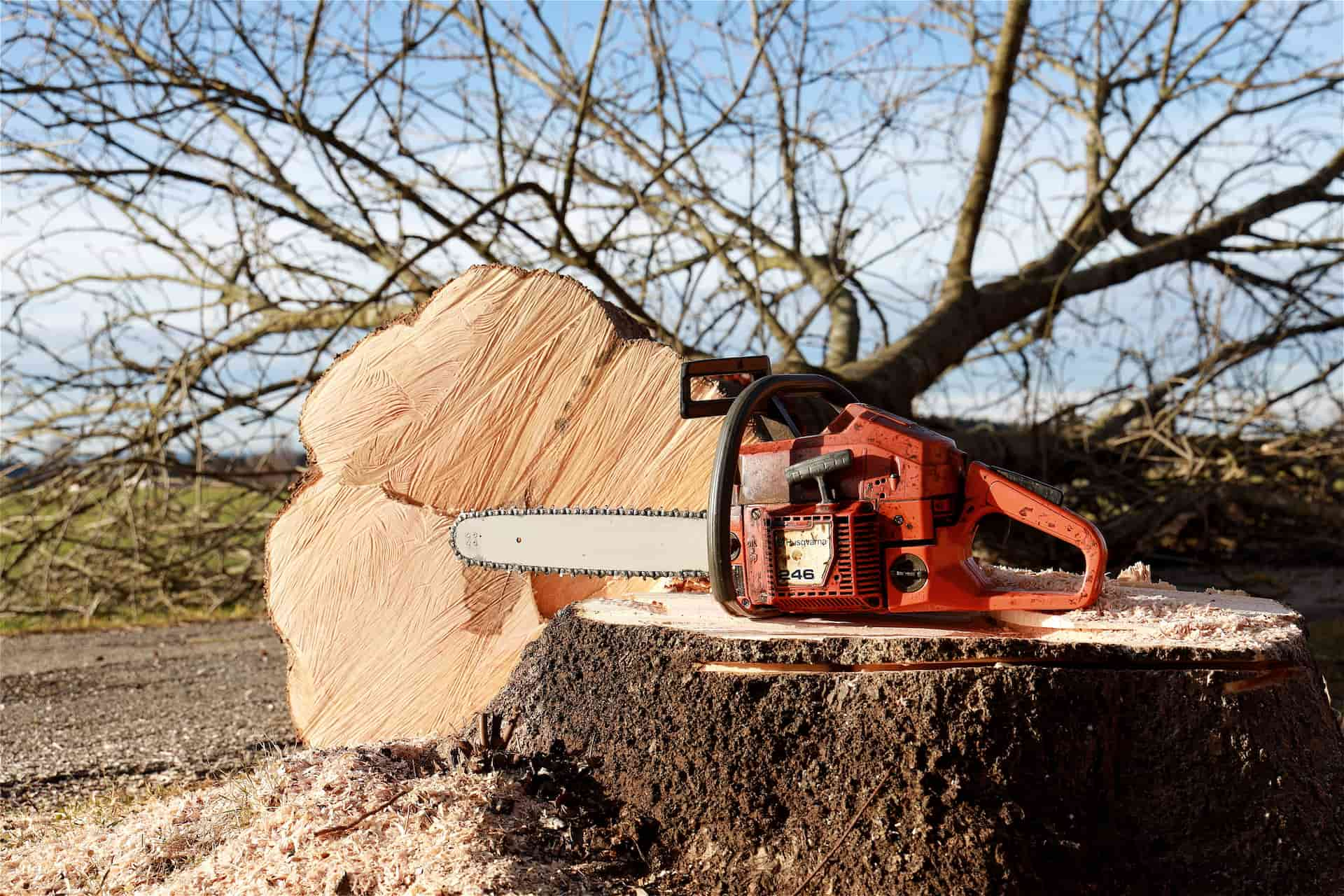 Tree felling experts Grantham