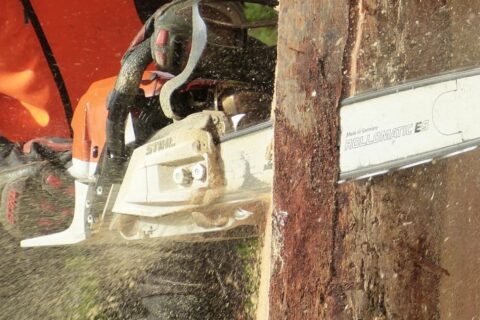 Local Tree Surgeons Lincolnshire