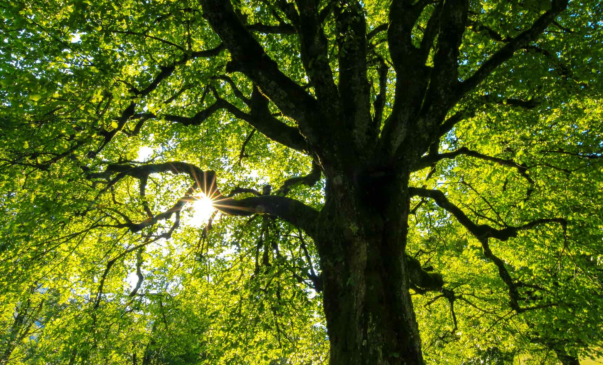 Tree surgeons near me Skegness